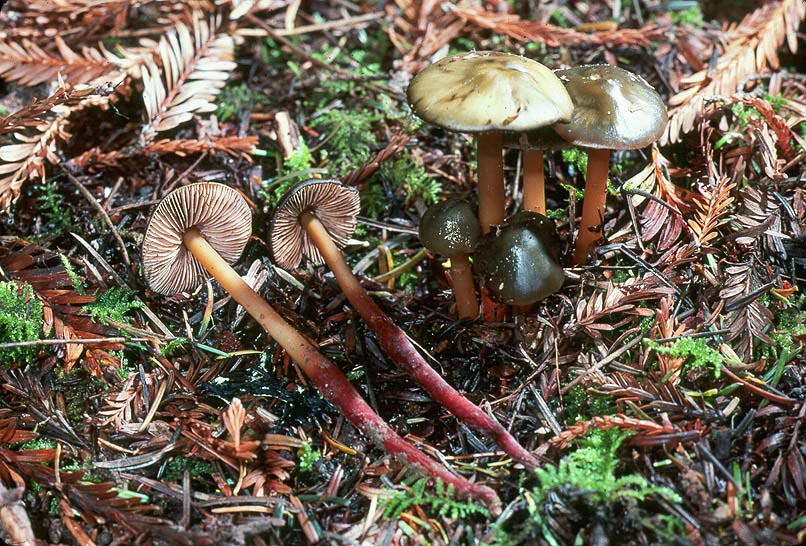 Phaeocollybia olivacea